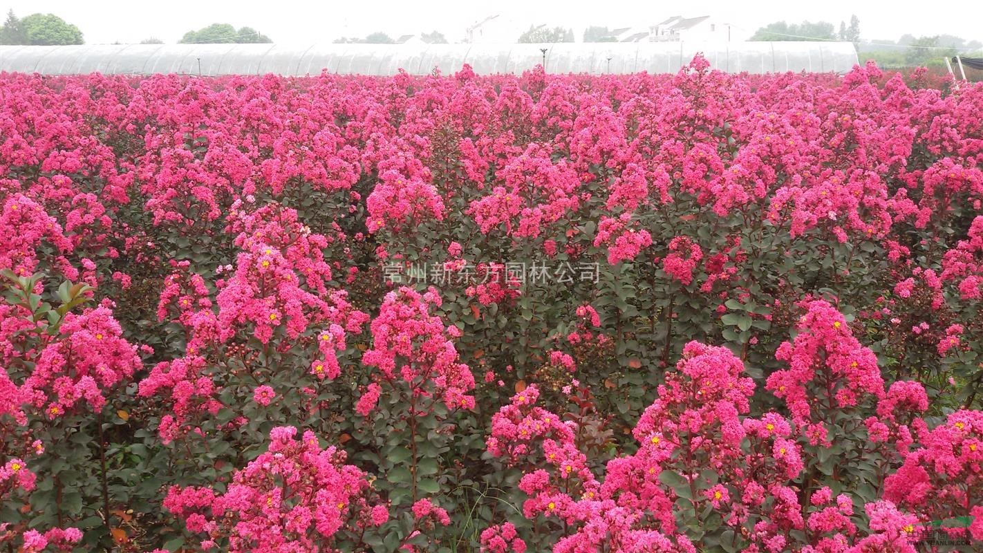 天鵝絨紫薇（又稱美國紅葉紫薇）