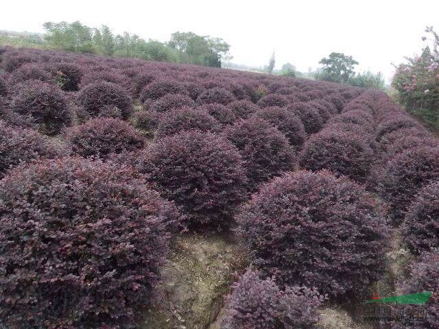 各規格紅花檵木球