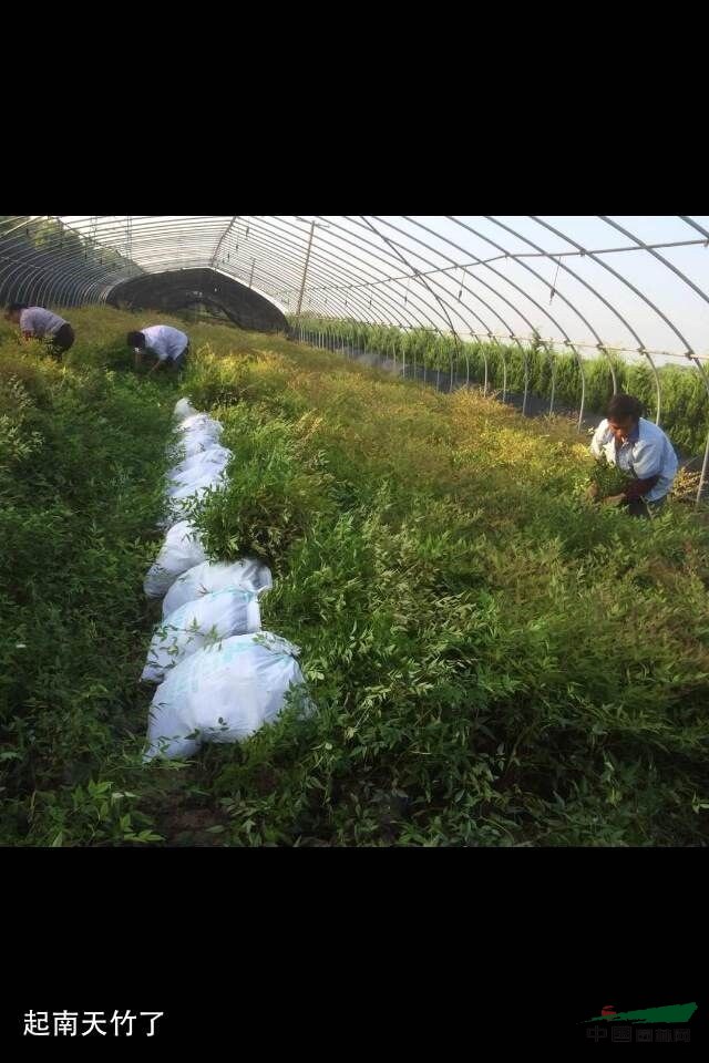南天竹色塊苗及小毛球