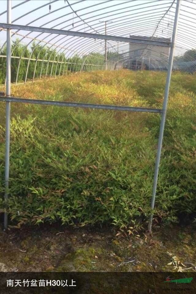 南天竹色塊苗及小毛球