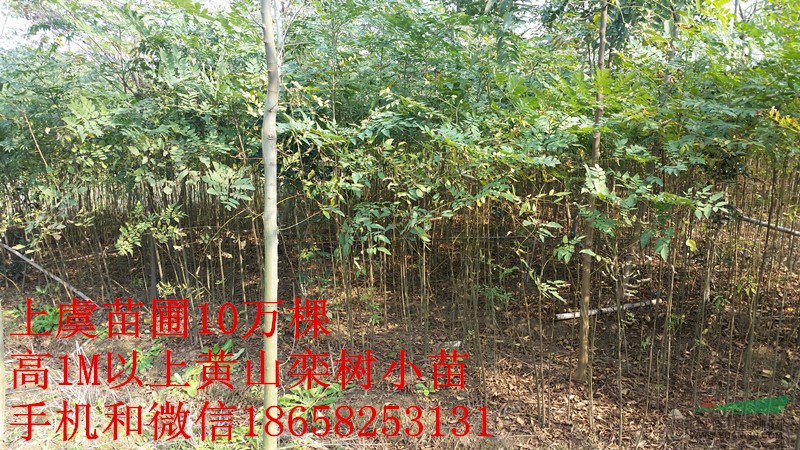 預(yù)定1米高欒樹小苗