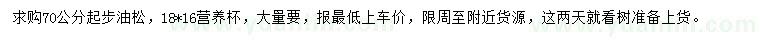 求購70公分以上油松