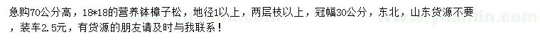 求購70公分高樟子松