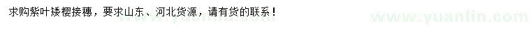 求購(gòu)紫葉矮櫻接穗