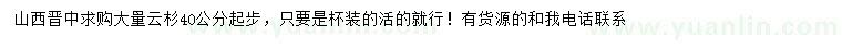 求購40公分起步云杉