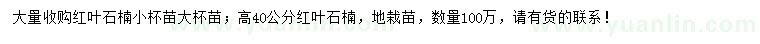 求購(gòu)高40公分紅葉石楠