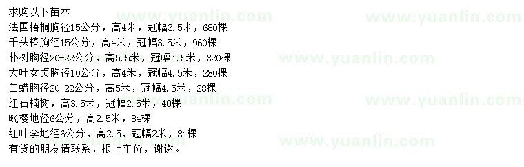 求購法桐、千頭椿、樸樹等