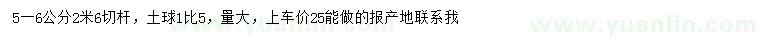 求購(gòu)5-6公分樂(lè)昌含笑