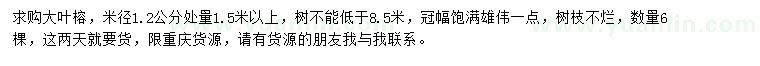 求購(gòu)1.2公分處量1.5米以上大葉榕