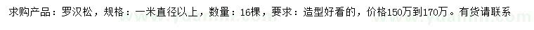 求購直徑1米以上羅漢松