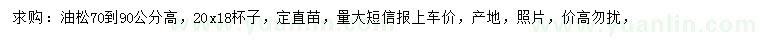 求購70-90公分高油松