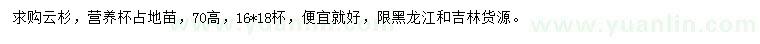 求購高70公分云杉