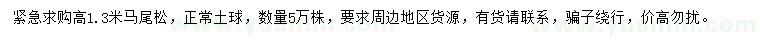 求購高1.3米馬尾松