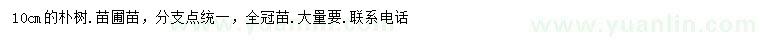 求購10公分樸樹