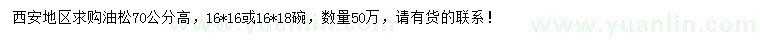 求購高70公分油松