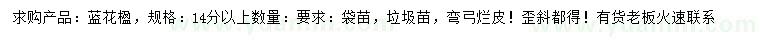求購14公分以上藍(lán)花楹