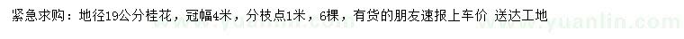 求購地徑19公分桂花