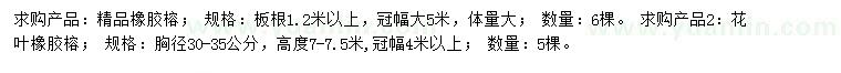 求購1.2米以上橡膠榕、胸徑30-35公分花葉橡膠榕