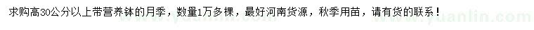 求購(gòu)高30公分以上月季