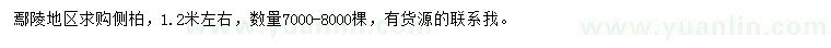 求購高1.2米左右側(cè)柏