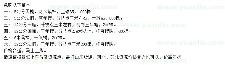 求購國槐、法桐、白蠟等