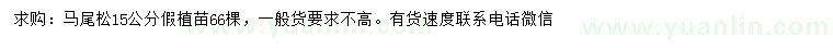 求購15公分馬尾松