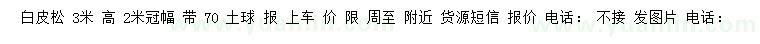 求購3米高白皮松