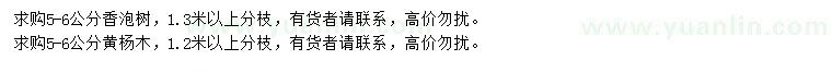 求購(gòu)5-6公分香泡樹(shù)、黃楊木