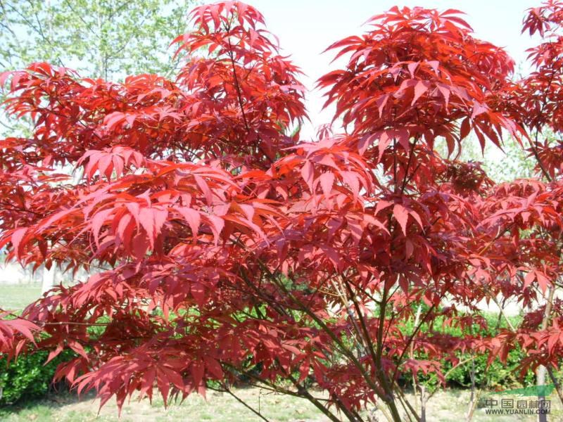 浙江嵊州紅楓價(jià)格，浙江嵊州紅楓供應(yīng)