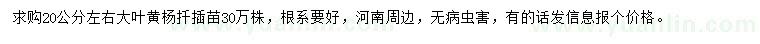 求購20公分左右大葉黃楊扦插苗