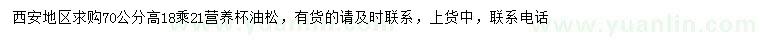 求購70公分高油松