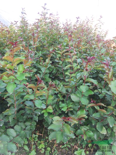 美國(guó)紅火箭紫薇13行情報(bào)價(jià)\美國(guó)紅火箭紫薇13圖片展示