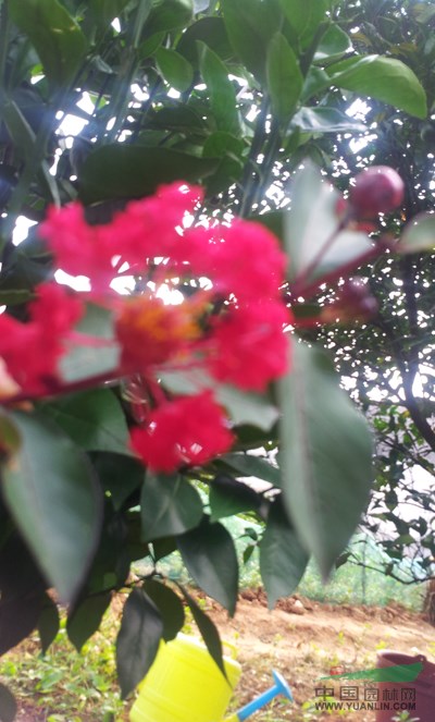 美國(guó)紅火箭紫薇19最新價(jià)格/美國(guó)紅火箭紫薇19報(bào)價(jià)