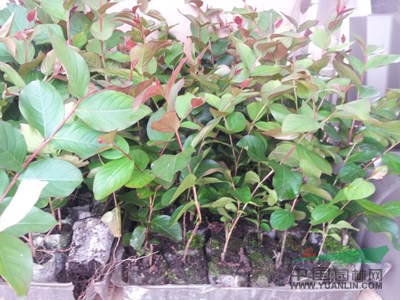 美國紅火箭紫薇行情報價美國紅火箭紫薇圖片展示