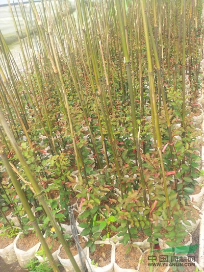 美國(guó)紅火箭紫薇7供應(yīng)/美國(guó)紅火箭紫薇7圖片