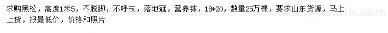 求購高1.5米黑松
