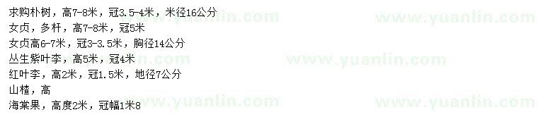 求購(gòu)樸樹(shù)、女貞、紫葉李等