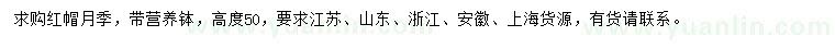 求購(gòu)高50公分紅帽月季