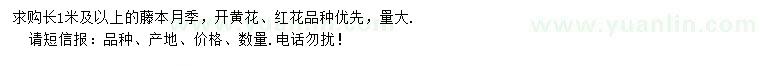 求購長1米及以上藤本月季