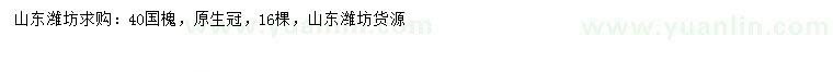 求購40公分國槐