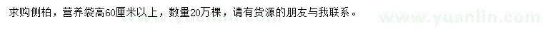求購高60公分以上側(cè)柏