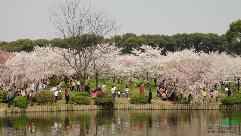 浙江櫻花小苗，浙江櫻花小苗最新報(bào)價(jià)