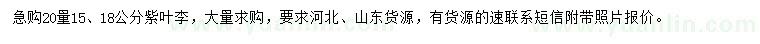 求購20量15、18公分紫葉李