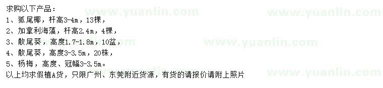 求購狐尾椰、加拿利海藻、散尾葵等