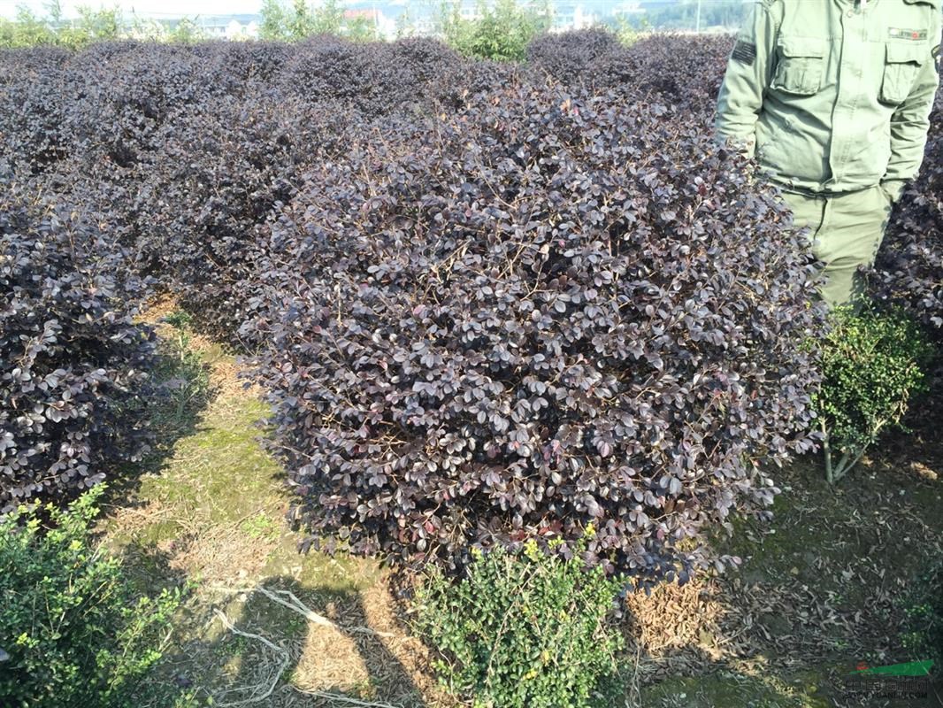 各規格紅花檵木球