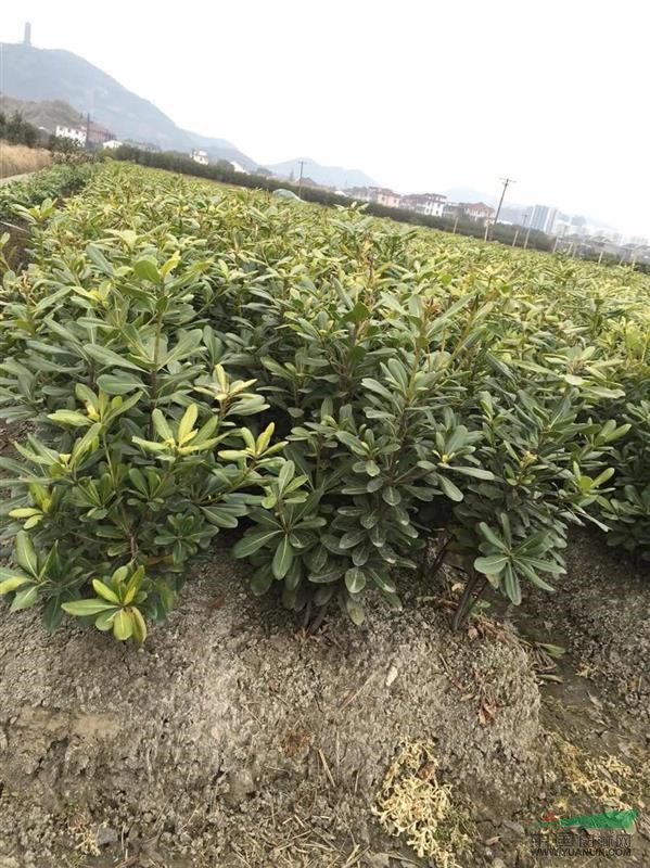 海桐色塊苗及小毛球