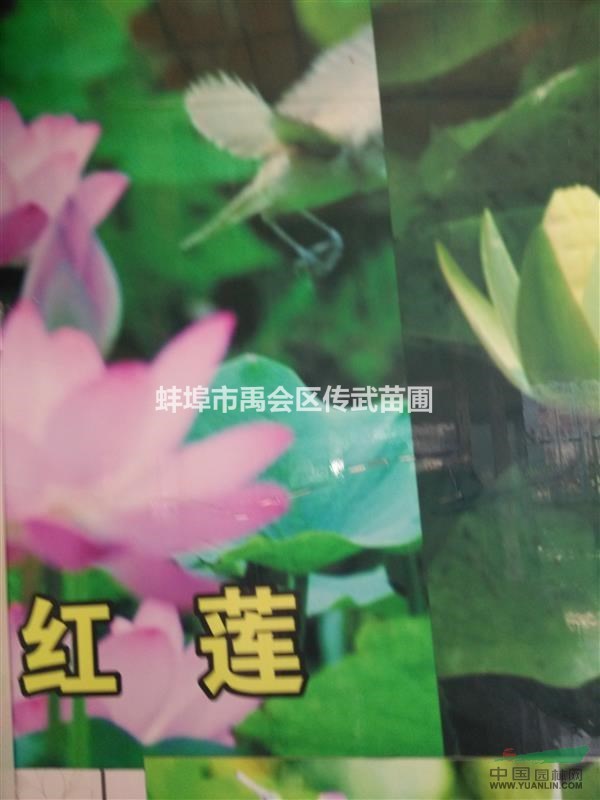 杭州大量供應(yīng)睡蓮500萬芽，荷花300萬芽，苗木配送各個(gè)省區(qū)