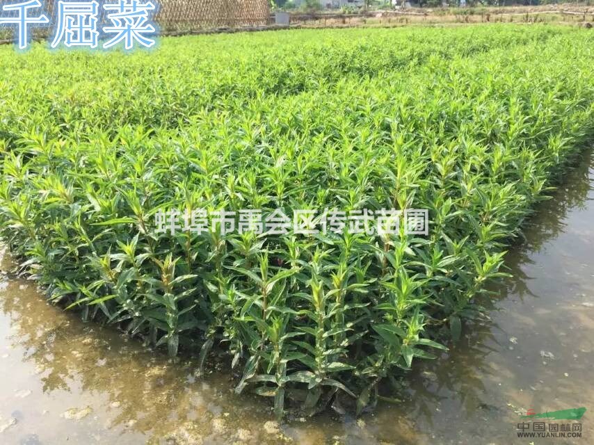 杭州大量供應(yīng)再力花，千屈菜，黃菖蒲西伯利亞水生鳶尾自產(chǎn)自銷