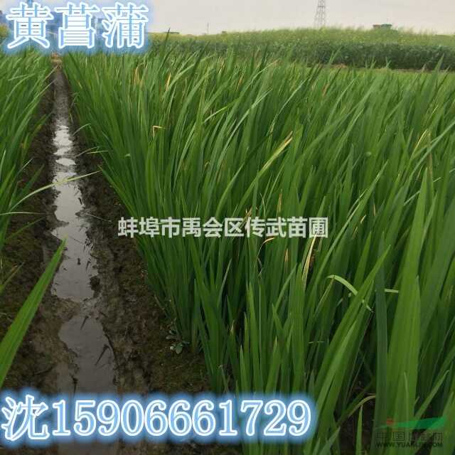 可供杭州蕭山黃花鳶尾2000萬芽，自產自銷，價格優(yōu)惠?？蓺g迎