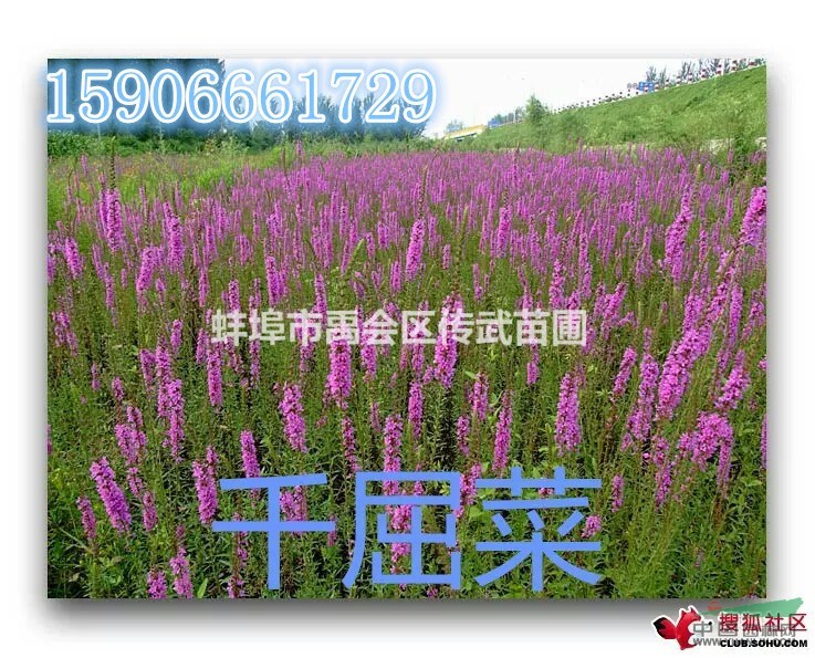 可供杭州蕭山黃花鳶尾2000萬芽，自產自銷，價格優(yōu)惠?？蓺g迎